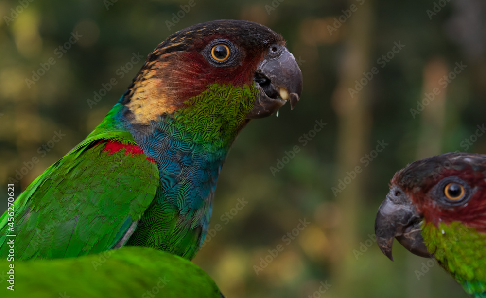 colorful parakeets parrots profile pictures colorful parakeets parrots profile pictures