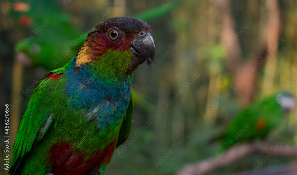 colorful parakeets parrots profile pictures 