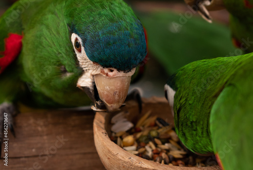 colorful parakeets parrots profile pictures 