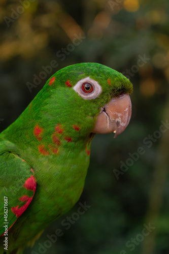 colorful parakeets parrots profile pictures 