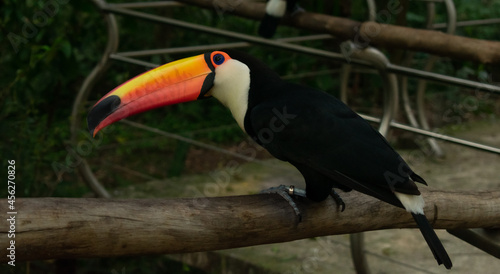 tucan inside nursery bird