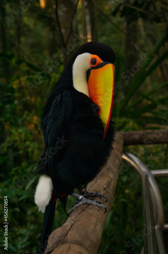 tucan inside nursery bird