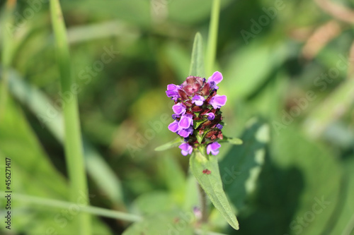 Closeup shot of flowering Heal-all plant photo