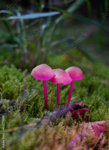 Colorful glowing mushtoom growing in nature. Fantasy, dream and psychedelic concept. Magical world of mushrooms. photo