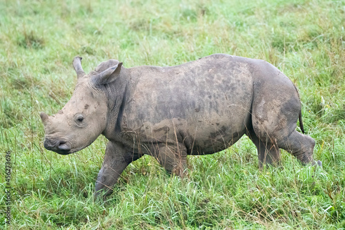 8 month old baby Southern White Rhino