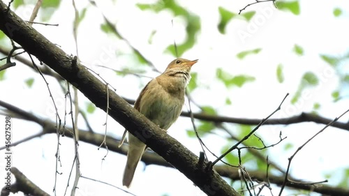 thrush nightingale sitting on a branch and singing
