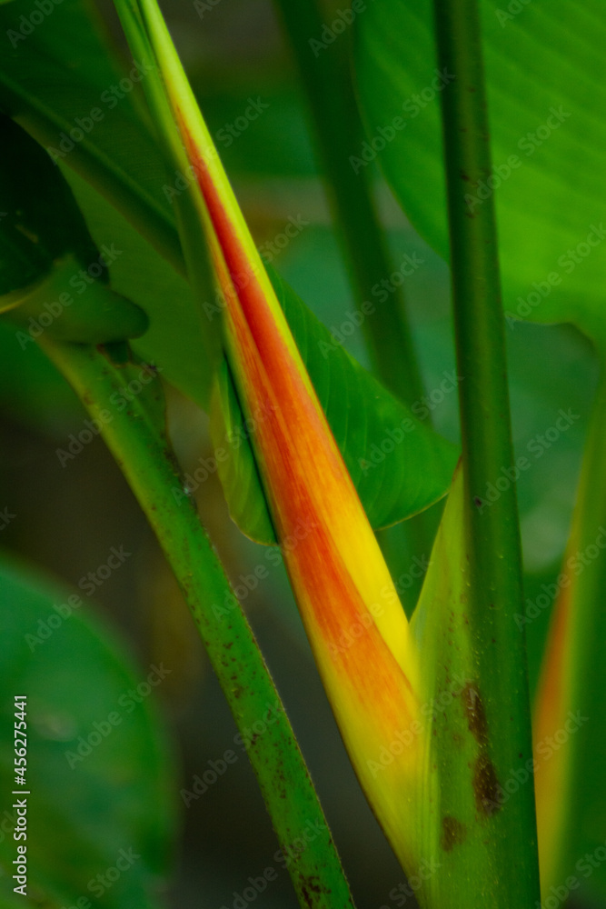 Fototapeta premium flor 