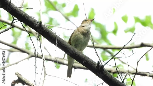thrush nightingale sitting on a branch and singing