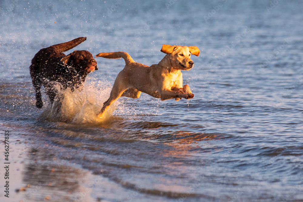 Labrador Labrador