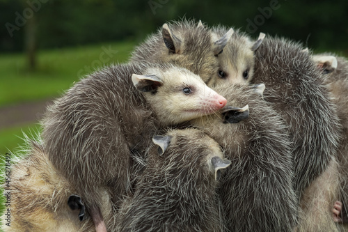 Wet Virginia Opossum Joeys (Didelphis virginiana) Piled Up Along Mothers Back Summer