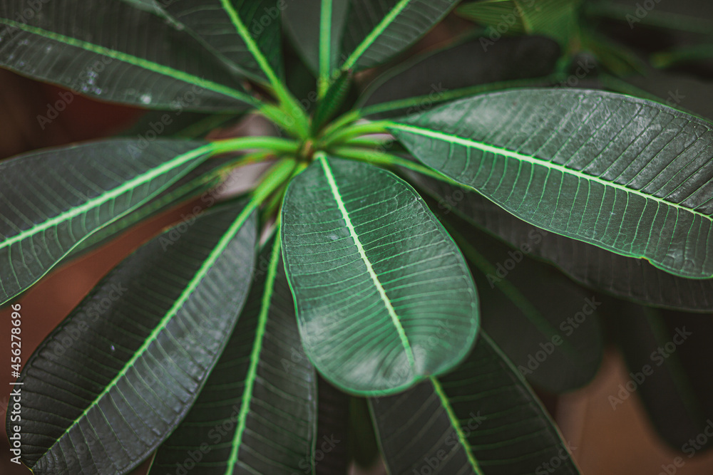 Obraz premium dark green indoor plant leaves ficus houseplant