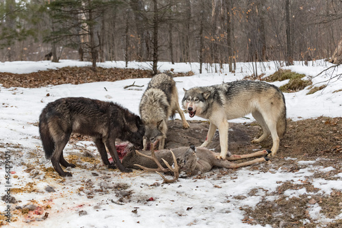Grey Wolf Pack (Canis lupus) Tear Into White Tail Deer Carcass Winter © geoffkuchera
