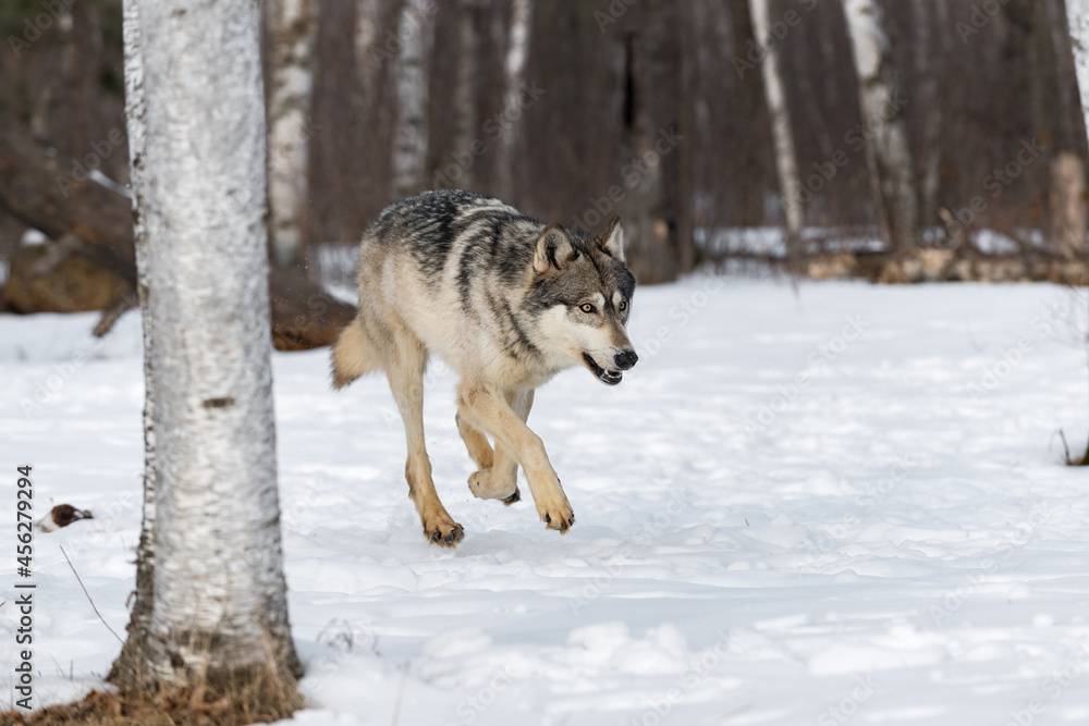 Grey Wolf (Canis lupus) Runs Through Birch Woods Winter