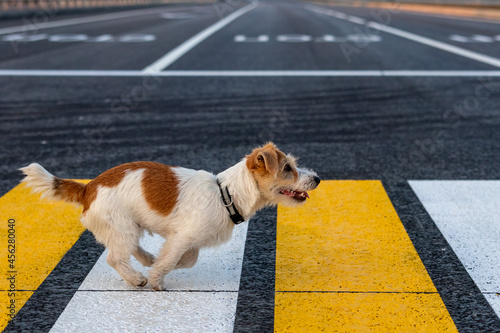 Jack Russell Terrier puppy runs alone on a pedestrian crossing across the road photo