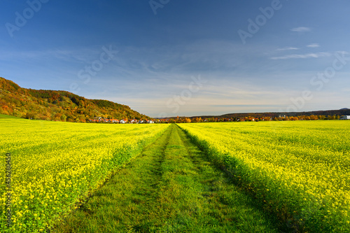 Scenic view of a straight field path that leads through a yellow blooming field of white mustard. Autumnal forest hills are in the background.