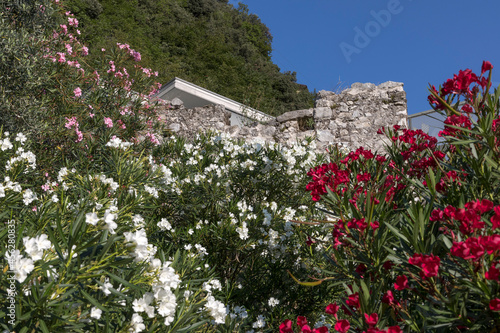 Multicolored flowering oleander bushes in front of the remains of the historic city wall in Riva del Gardo on Lake Garda