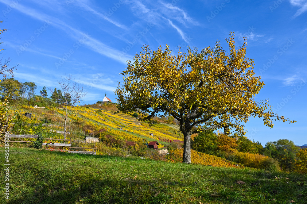 View of a colorful apple tree during autumn and the chapel of Wurmlingen on a yellow-colored vineyard hill in the background.