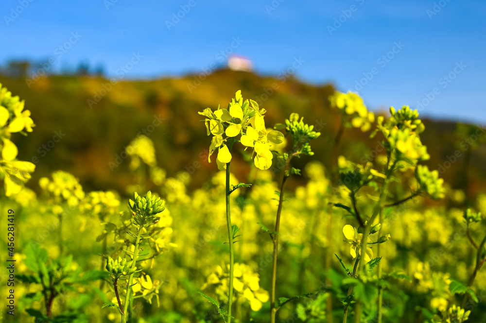 Close-up of blooming white mustard plants near Wurmlingen, Germany. Close-up of blooming white mustard plants near Wurmlingen, Germany.