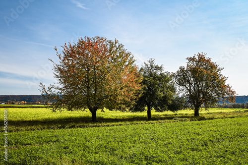 Three colorful trees standing beside eachother on a field during autumn.