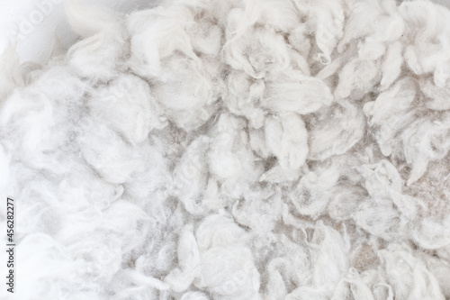 Background of white merino wool - Image