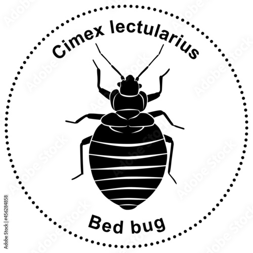 Figure of the bed bug Cimex lectularius (ID: 456284858)