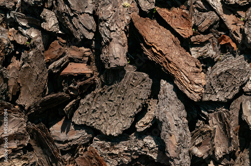 close up of a bark texture