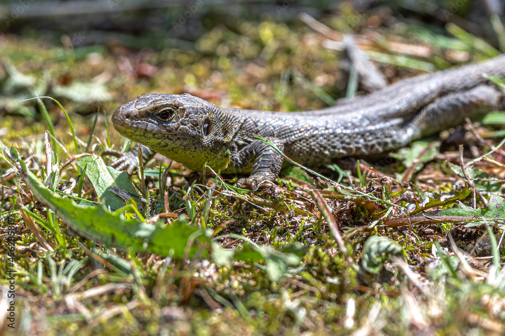 Portrait of a Female Sand Lizard (Lacerta agilis) Portrait of a Female Sand Lizard (Lacerta agilis)