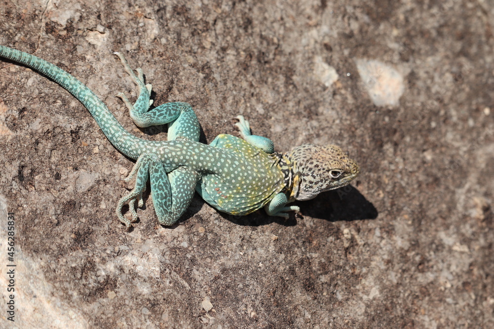 Big Blue Lizard 2 Big Blue Lizard 2