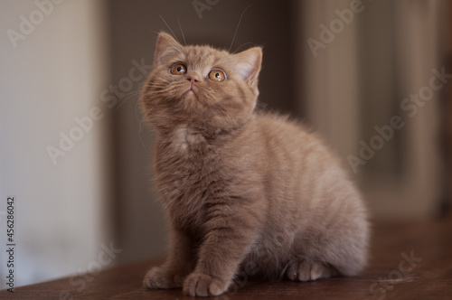 Fototapeta Naklejka Na Ścianę i Meble -  Edel und imposant, Britisch Kurzhaar Kitten in Cinnamon
