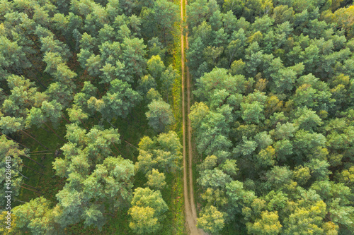 Fototapeta Naklejka Na Ścianę i Meble -  Gruntowa, leśna droga. Widok z drona.