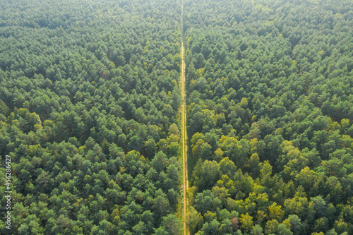 Fototapeta Naklejka Na Ścianę i Meble -  Gruntowa, leśna droga. Widok z drona.