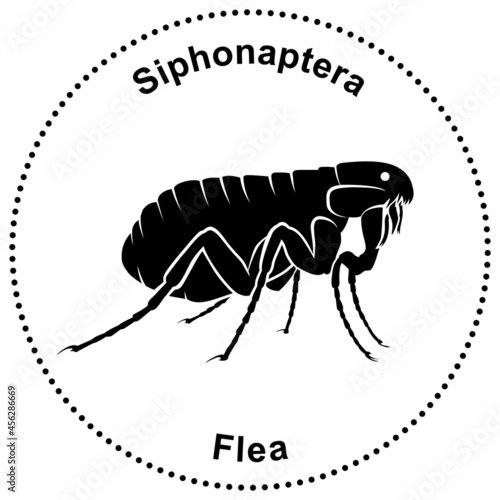 Semiabstract figure of a flea Siphonaptera (ID: 456286669)