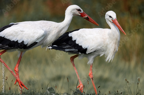 A white stork catching and eating fish