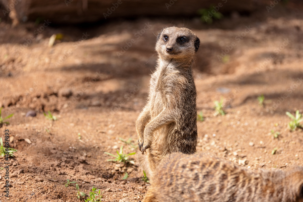 Fototapeta premium A meerkat acts as a sentry and looks directly at the camera