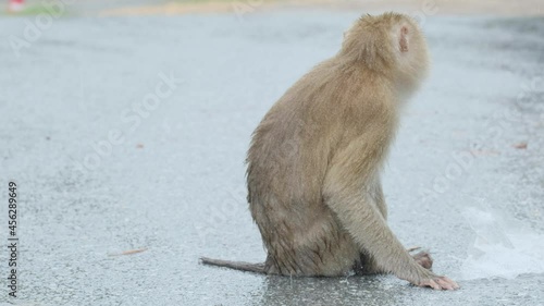 Femeal monkey in the rain. She find the food in the evening. photo