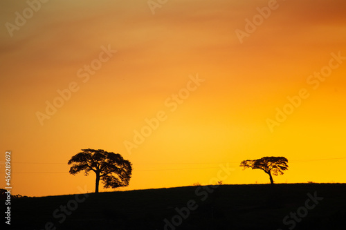 tree at sunset