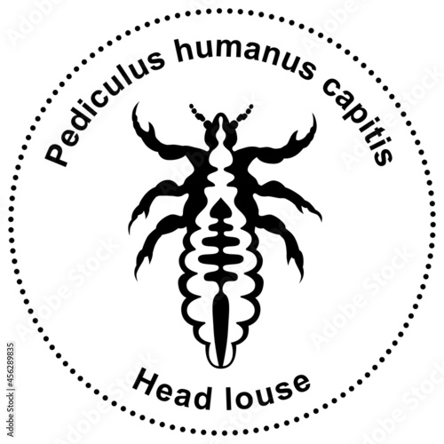 Semiabstract figure of a head louse Pediculus humanus capitis (ID: 456289835)
