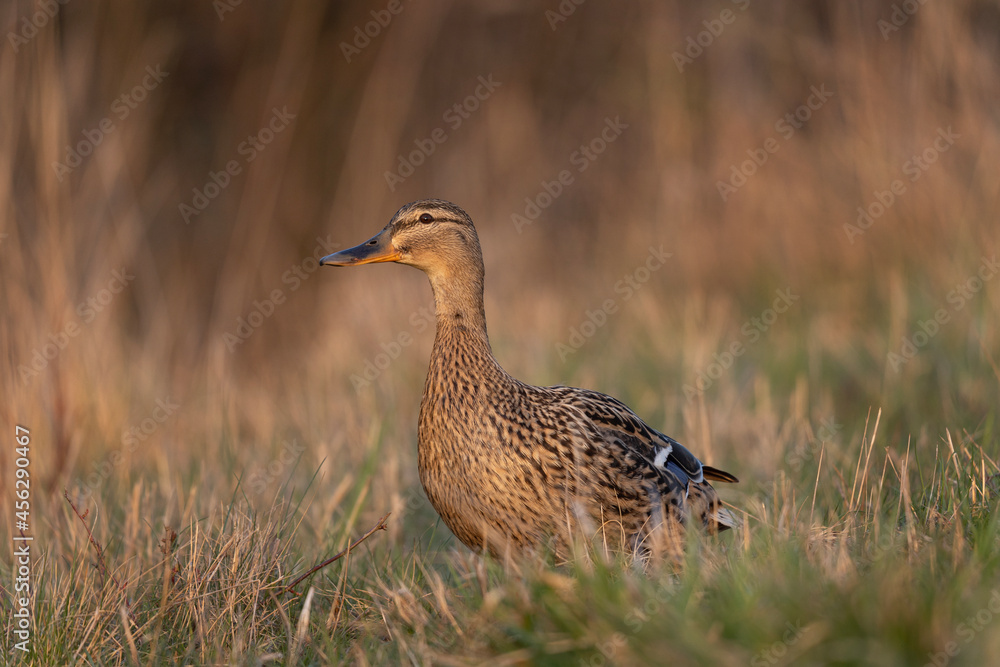 Mallard walking in the meadow. European wildlife during spring season. Wild duck on the grass. Mallard walking in the meadow. European wildlife during spring season. Wild duck on the grass.