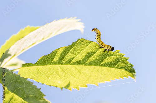 Raupe frisst Blatt einer Hagebutte