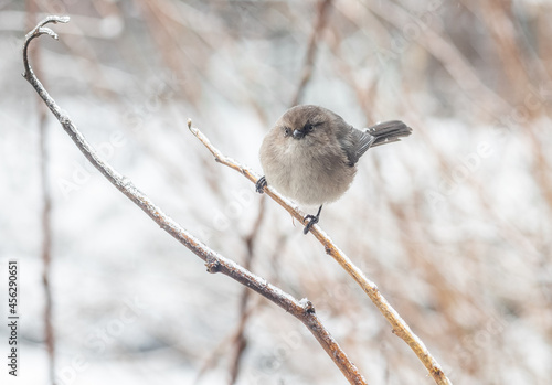 Female Bushtit perched on a twig in the winter with ice and snow (Psaltriparus minimus)