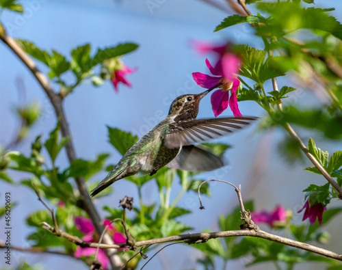 Anna's Hummingbird hovering in front of a wild Salmonberry flower (Calypte anna)