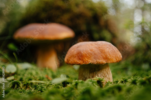 Forest landscape on edible mushrooms in moss in summer. Copy space.