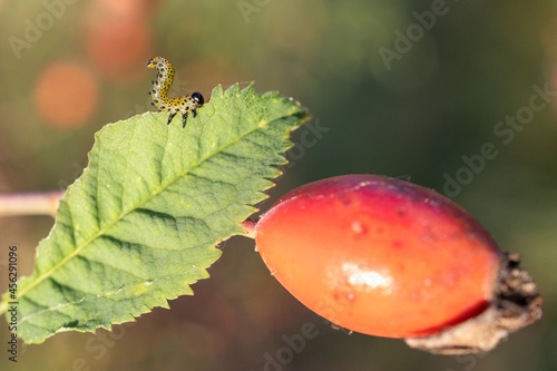 Raupe frisst Blatt einer Hagebutte