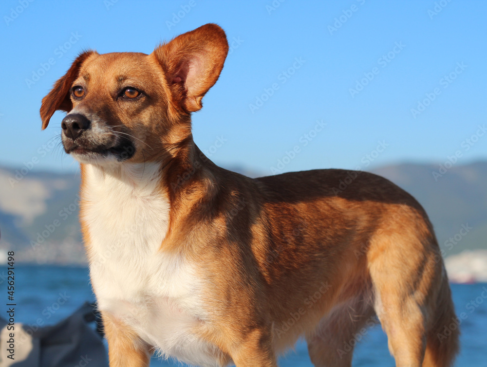 Dog by the sea. A pensive pet is waiting for its master. Dog by the sea. A pensive pet is waiting for its master.