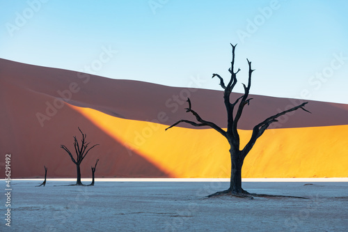 Dead Camelthorn Trees at sunrise, Deadvlei, Namib-Naukluft National Park, Namibia, Africa. Dried trees in Namib desert. Landscape photography photo