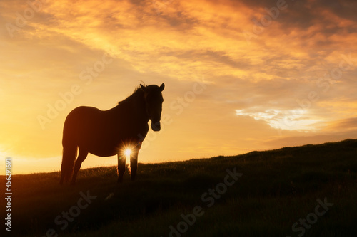 Horse on evening meadow in mountains valley during sunset. Cloudy sky glowing by setting sun light. Landscape photography © Ivan Kmit