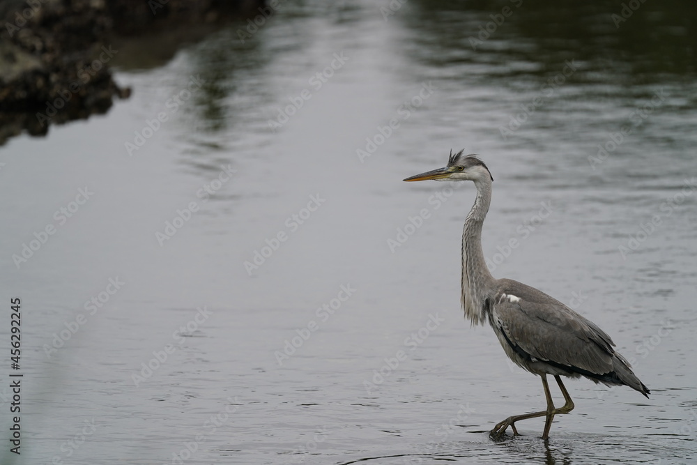 grey heron in the pond grey heron in the pond