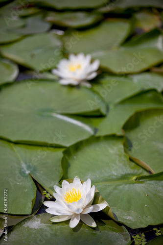 Water lilies floating atop broad green lily pads on the shore of a river in Ontario.