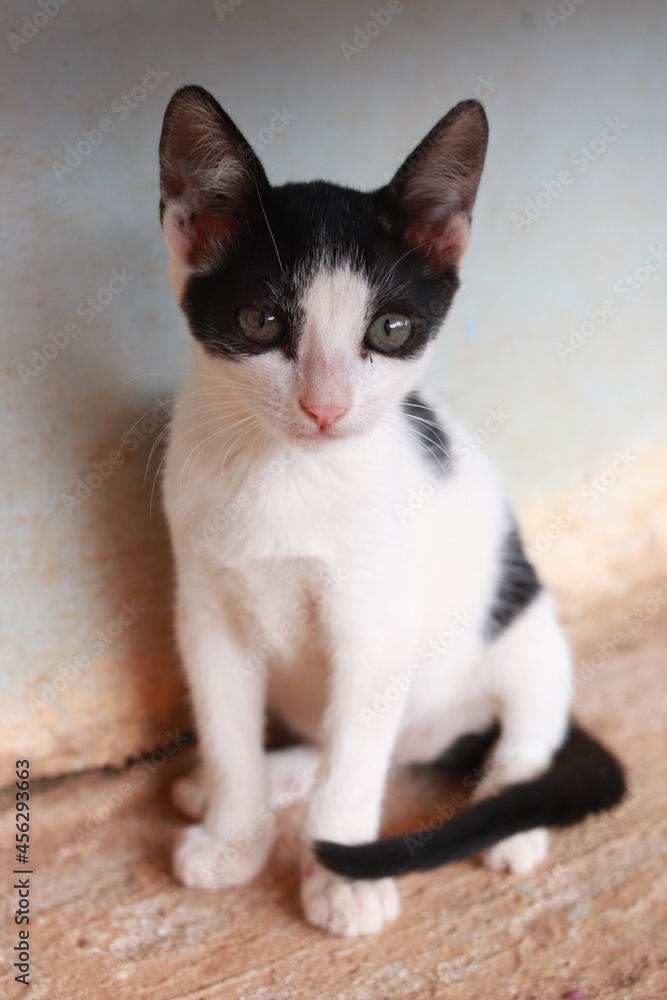 black and white kitten