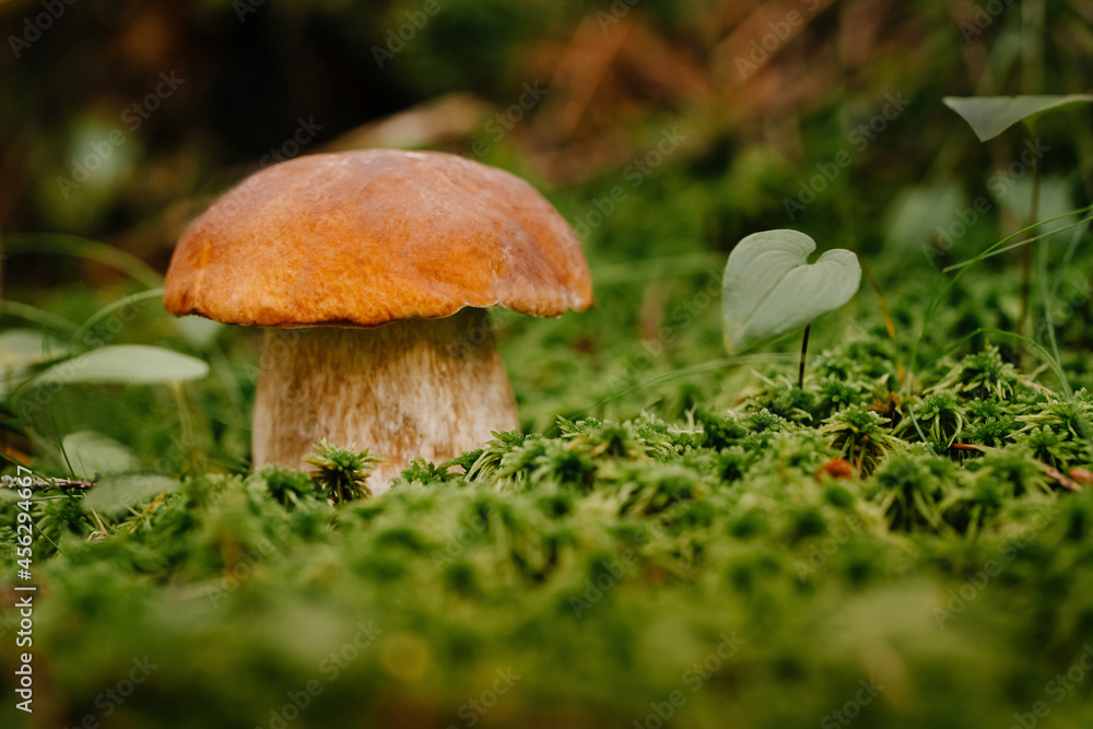 Small edible brown mushroom on green moss in the forest. Macro close-up of forest nature. Small edible brown mushroom on green moss in the forest. Macro close-up of forest nature.